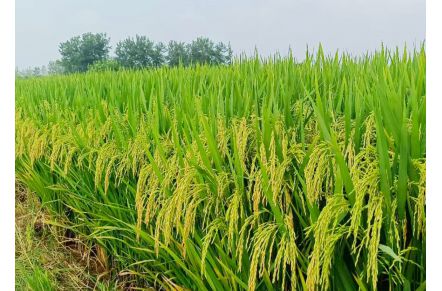 隆晶優(yōu)1212 隆晶優(yōu)1212