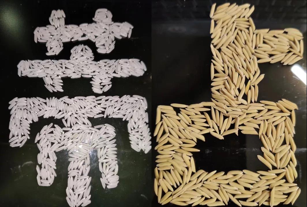 隆晶優(yōu)蒂占 隆晶優(yōu)蒂占